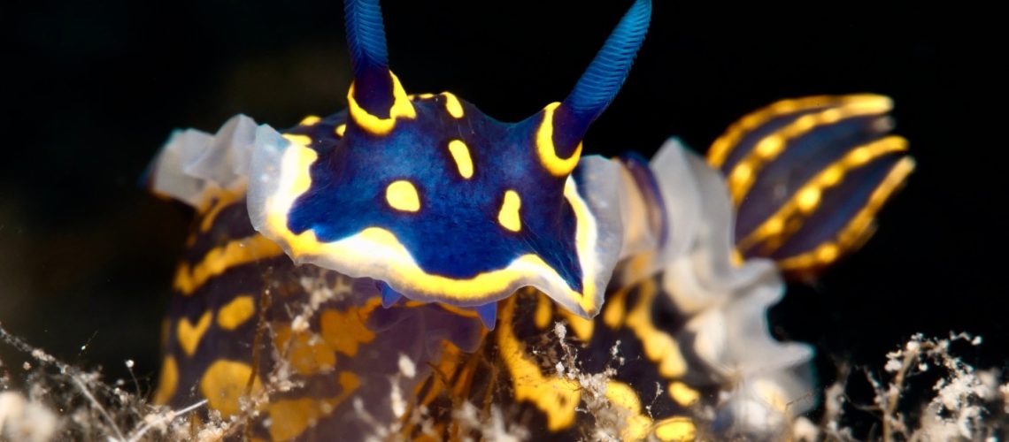 Review: Nudibranchs as Sources of Marine Natural Products with Antitumor Activity: A Comprehensive Review. ​​​​​​​Image Credit: Sakis Lazarides / Shutterstock