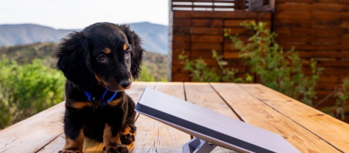 Promo image of the Starlink Mini satellite internet device next to a puppy