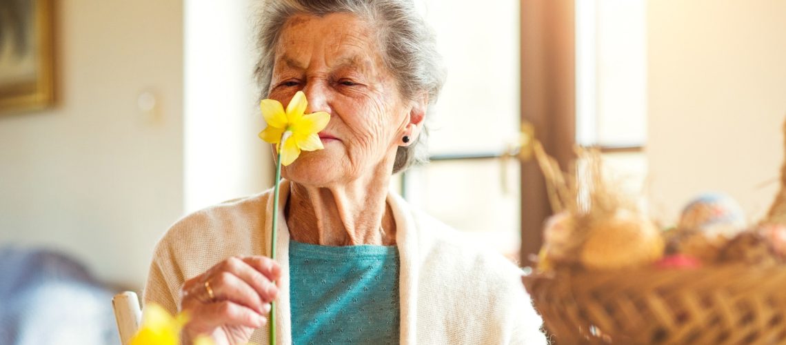 Senior woman by the window smelling yellow daffodil,