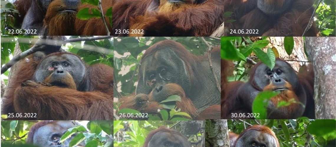 Process of wound healing. Rakus fed on and later applied the masticated leaves of Fibraurea tinctoria to his facial wound on June 25. On June 26 he was again observed feeding on Fibraurea tinctoria leaves (see photo). By June 30 the wound was closed and by August 25 was barely visible anymore. Research Paper: Active self-treatment of a facial wound with a biologically active plant by a male Sumatran orangutan
