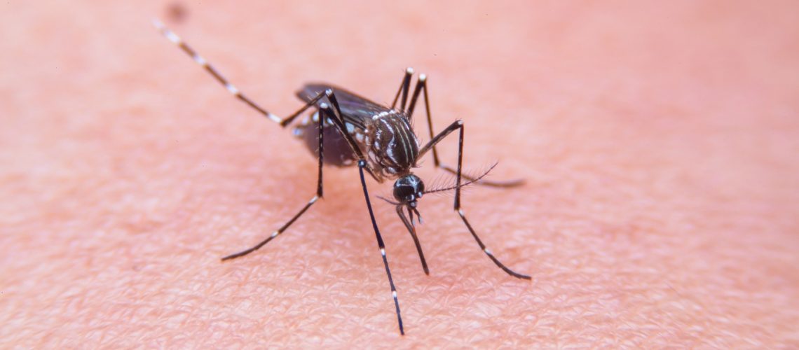 Close-up of Striped mosquitoes are eating blood on human skin.