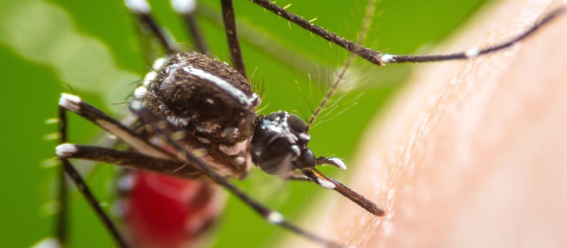 Rapid communication: Multiple early local transmissions of chikungunya virus, Mainland France, from May 2025. Image Credit: khlungcenter / Shutterstock