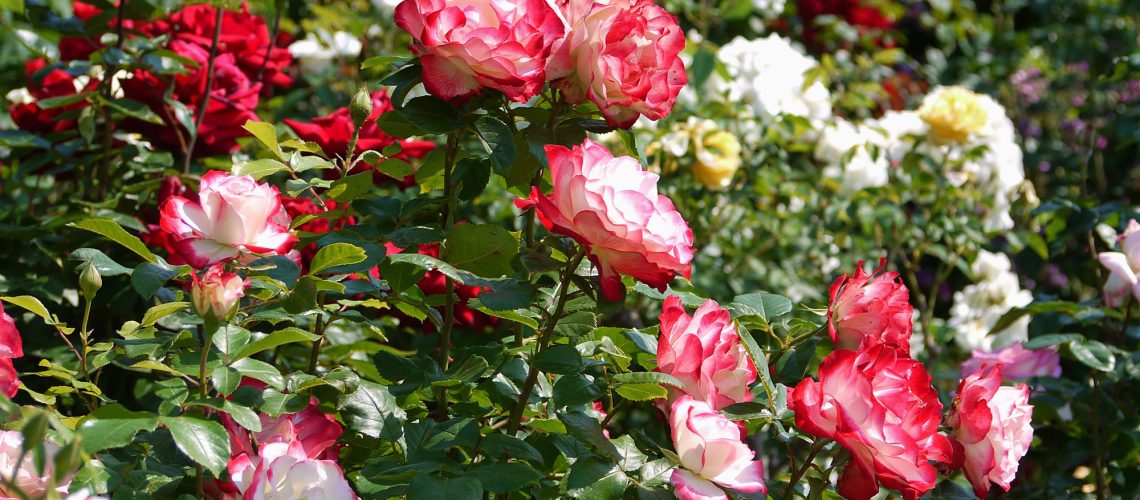 Mixed variety of roses in bloom