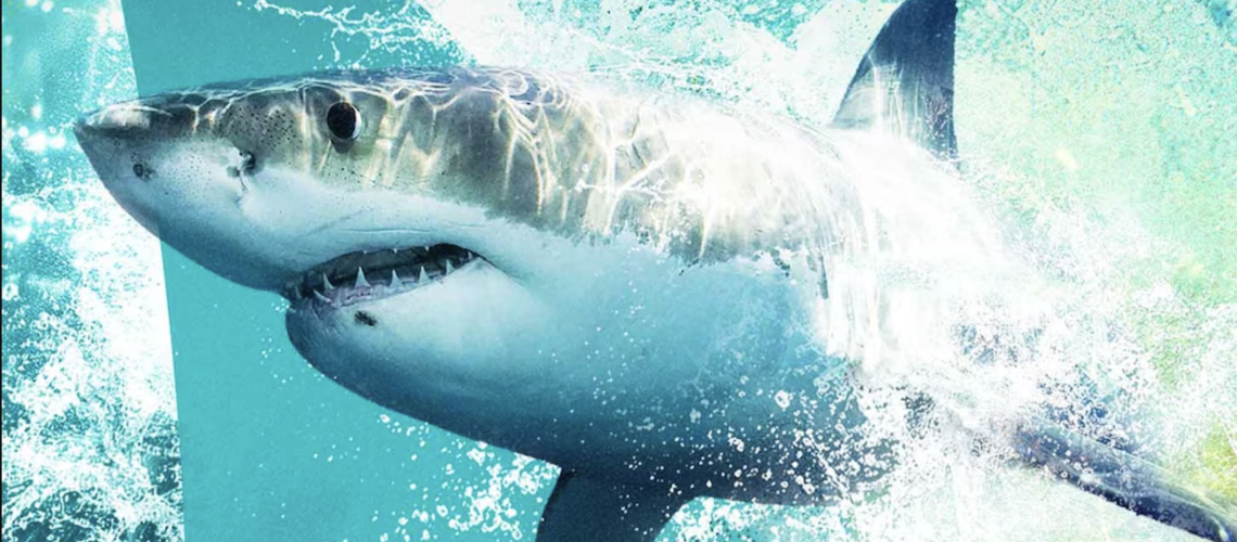 איך לצפות ב'Sharkfest' 2026 באינטרנט - הזרם כל ספיישל NatGeo מכל מקום