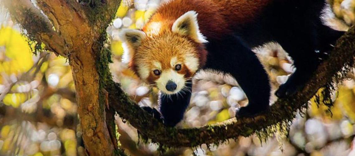 A red panda as seen on David Attenborough's 'Asia' documentary