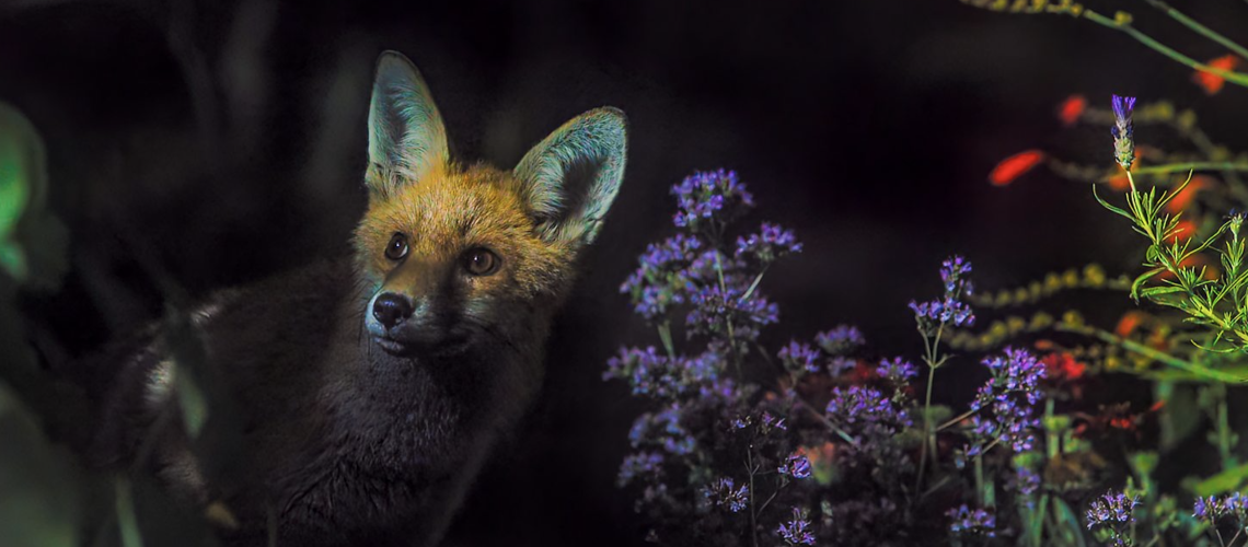 איך לצפות ב'גן סודי' באינטרנט - הזרימו סדרת טבע של Sir David Attenborough מכל מקום