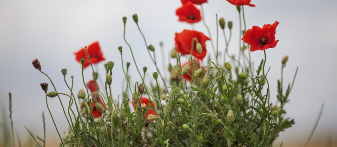 Wild poppies grow in the 'Trench of Death', a preserved World War One trench system, in Diksmuide, Belgium