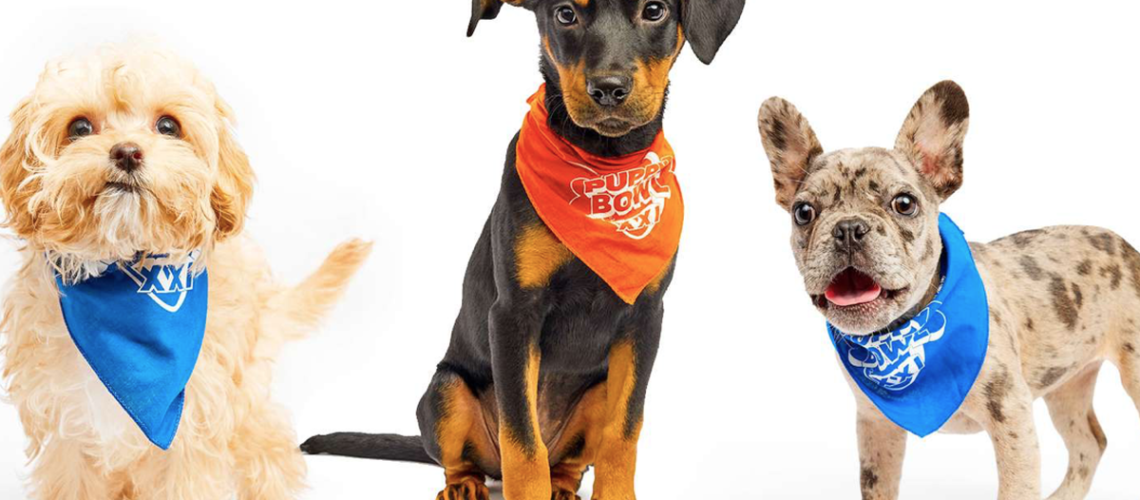 Two members of Team Fluff line-up either side of Team Ruff's star quarterback ahead of "Puppy Bowl 2025"