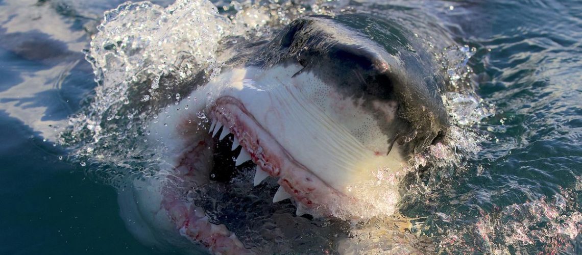 A shark opens its mouth above water in air jaws: final frontier, a shark week 2023 special