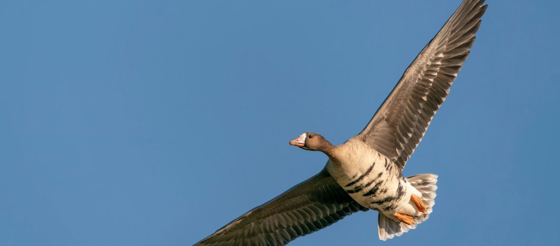 Greater White-fronted Goose (Anser albifrons) in flight.