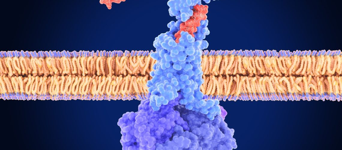 Study: Glucose-dependent insulinotropic polypeptide receptor signaling in oligodendrocytes increases the weight-loss action of GLP-1R agonism. Image Credit: Juan Gaertner / Shutterstock