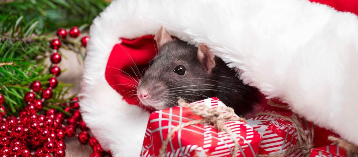 אל תתנו למכרסמים להרוס לכם את החגים - 3 טיפים פשוטים שירחיקו אותם מהבית שלכם