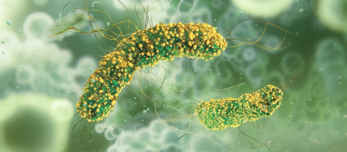 Listeria monocytogenes bacteria, a genus of gram-positive, rod-shaped bacteria,