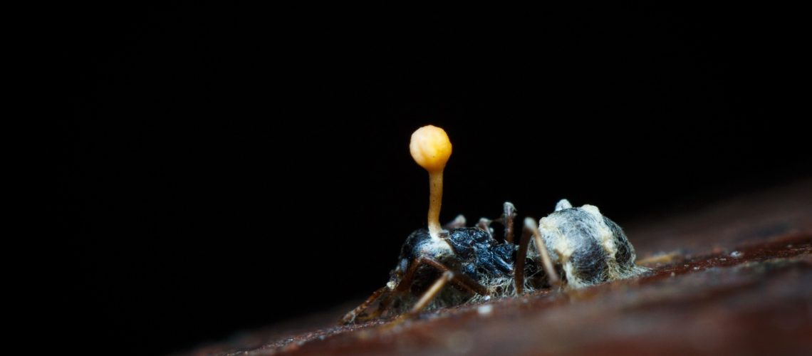 The Last of Us and the Question of a Fungal Pandemic in Real Life. Image Credit: Hyde Peranitti / Shutterstock