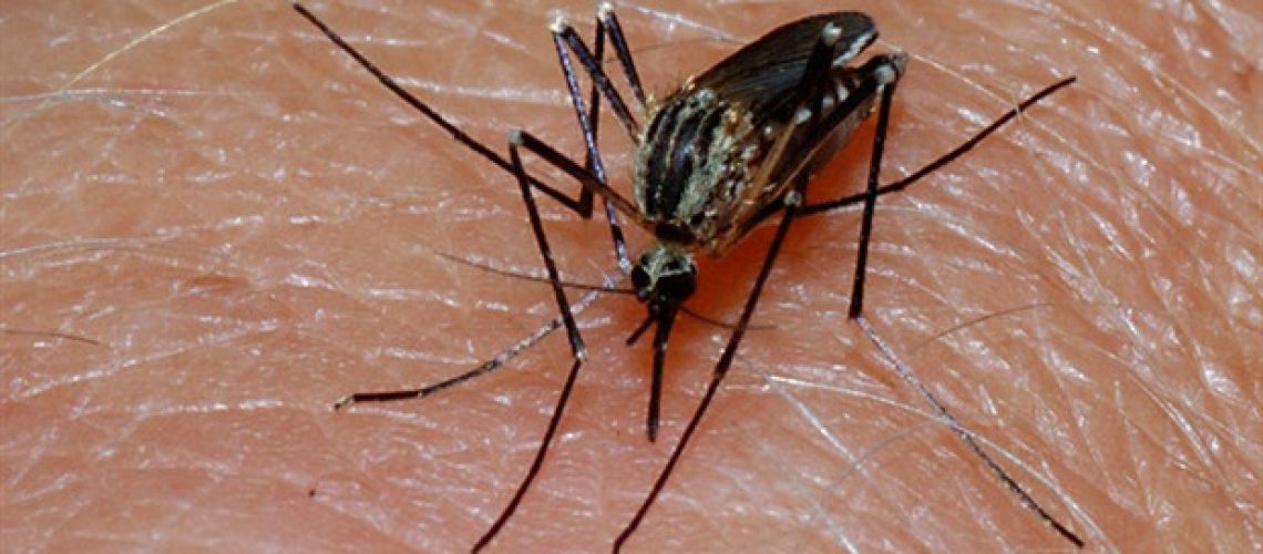 בדיקת מלריה חדשנית של אוניברסיטת רייס מציעה אבחון וטיפול מהירים