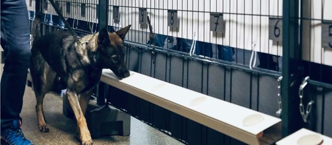 Study: Public perception of medical detection dogs and other COVID-19 testing strategies 