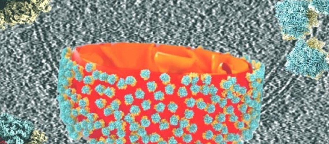 גילוי מפתיע בשמרים יכול לפתוח את הדלת לטיפולי סרטן חדשים