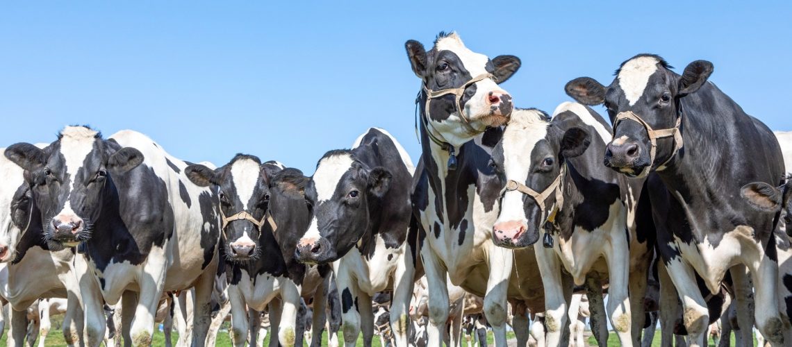 Study: A mathematical model of H5N1 influenza transmission in US dairy cattle. Image Credit: Clara Bastian / Shutterstock