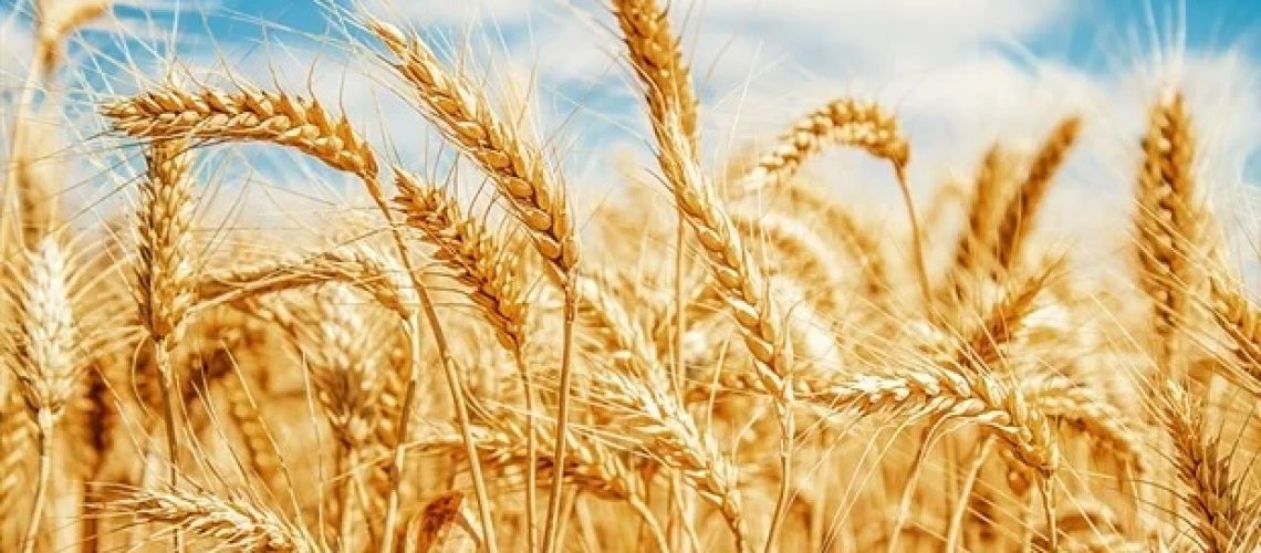 דיאטות מחיטה מלאה עשויה להפחית את הסיכון למחלות מעי דלקתיות