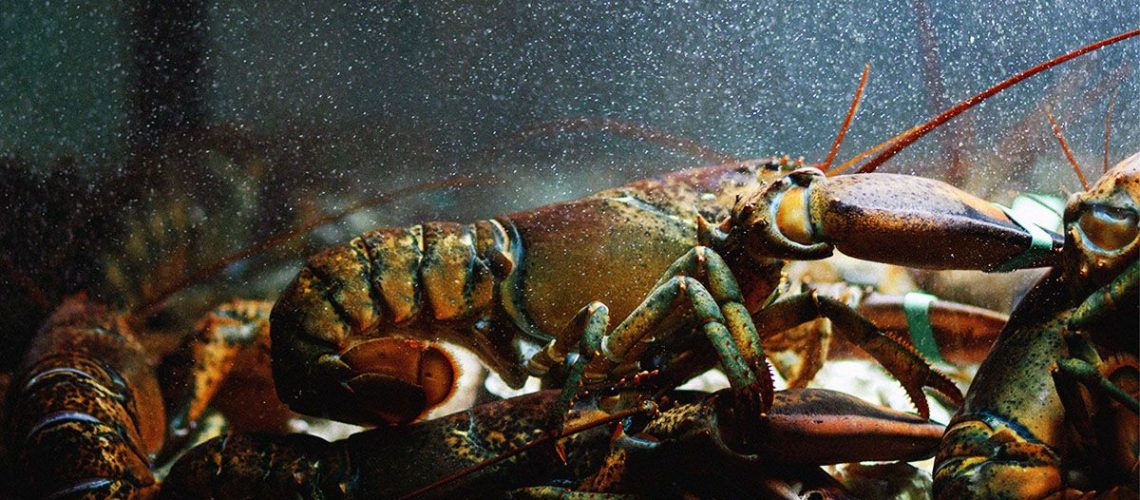 דיאטות עשירות של פירות ים קשורות לחשיפה ל"כימיקלים לנצח", מגלה מחקר