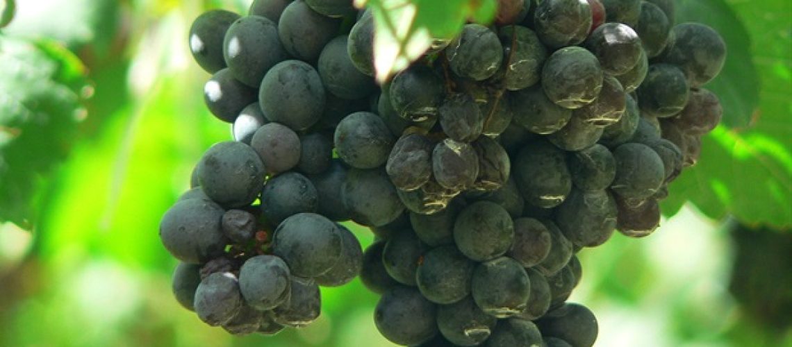 דפוסי תזונה עשירים בפוליפנולים קשורים לסיכון נמוך יותר למחלות לב וכלי דם