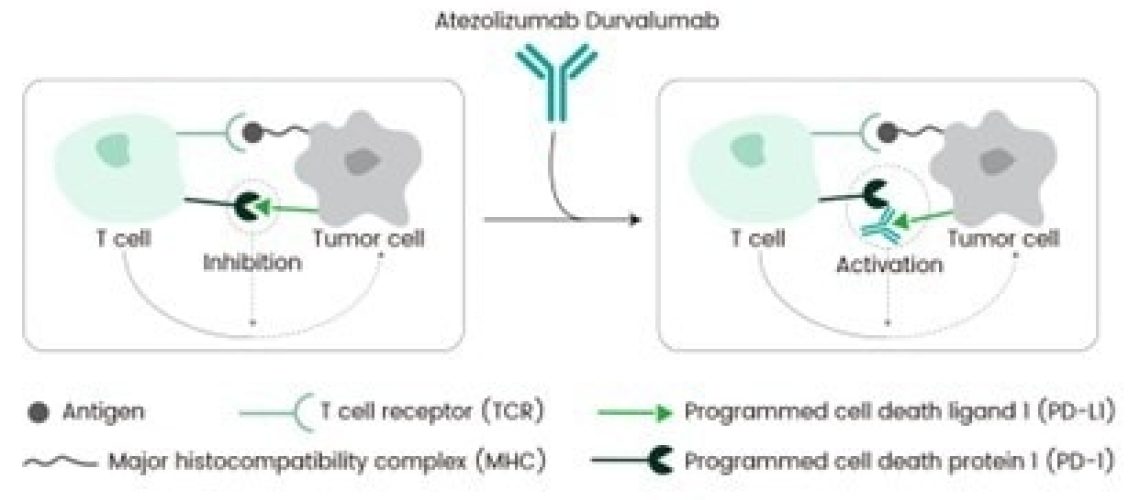 ה-FDA קיבל את מעכב PD-L1 Durvalumab לטיפול בסרטן רירית הרחם