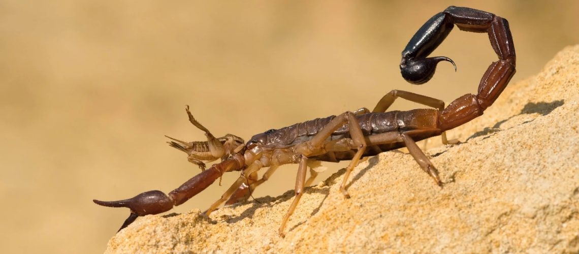 Scorpion venom peptides: Novel therapeutic approaches for inflammatory and hepatic disorders