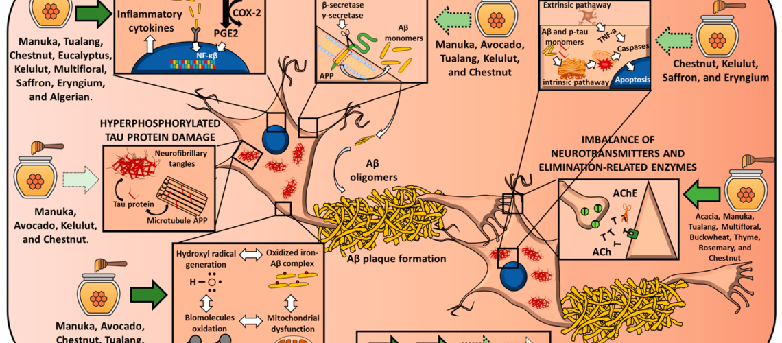 Effects of different honey types on the main molecular features of Alzheimer disease. Arrows’ design reflects the strength of the evidence. Abbreviations: AA = arachidonic acid; Aβ= amyloid beta;