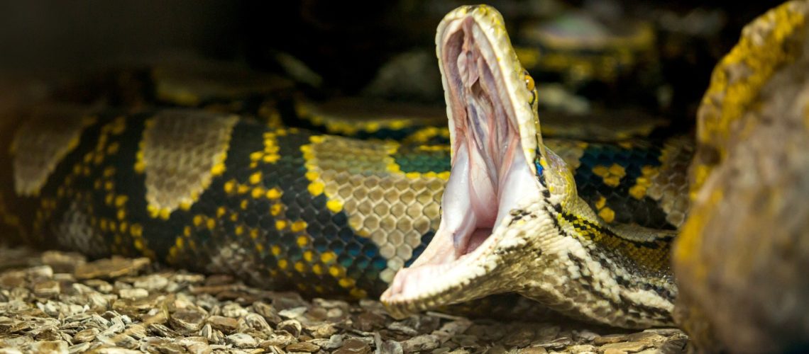 Study: Python farming as a flexible and efficient form of agricultural food security. Image Credit: Alejandro Camacho B / Shutterstock