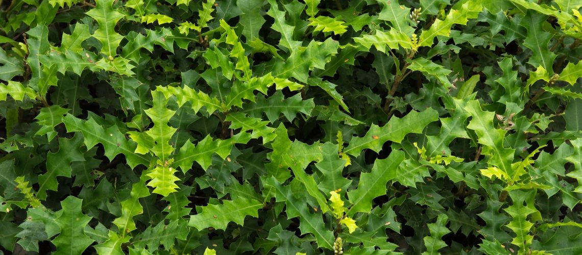 Study: Wound healing and photoprotection properties of Acanthus ebracteatus Vahl. extracts standardized in verbascoside. Image Credit: MODMOD/Shutterstock.com