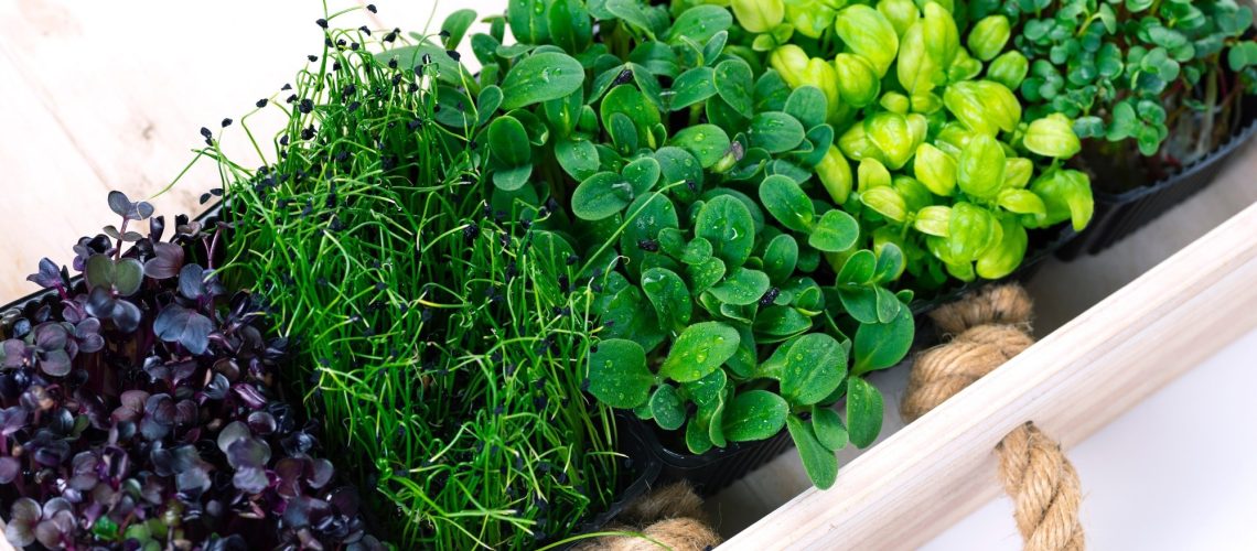 Mixed micro greens in growing trays