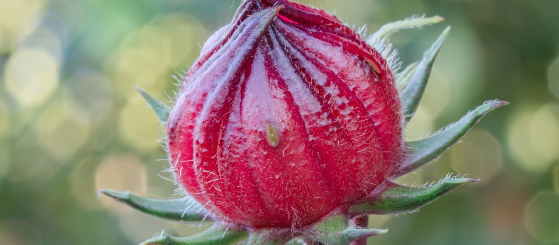 Applicability of Hibiscus sabdariffa L. Extract With Anti-Inflammatory Potential in Human Health: A Review. Image Credit: Background Photo / Shutterstock