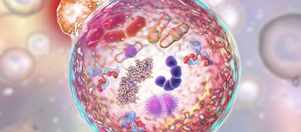 Review: Autophagy, aging, and age-related neurodegeneration. Image Credit: Kateryna Kon / Shutterstock