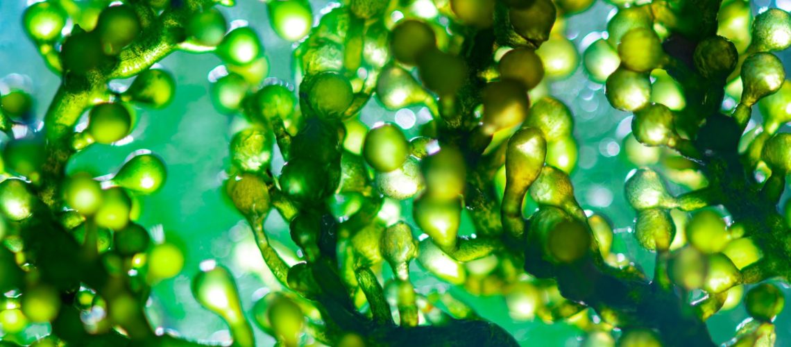 Review: Exploring the Potential and Challenges of Fermentation in Creating Foods: A Spotlight on Microalgae. Image Credit: Chokniti-Studio / Shutterstock