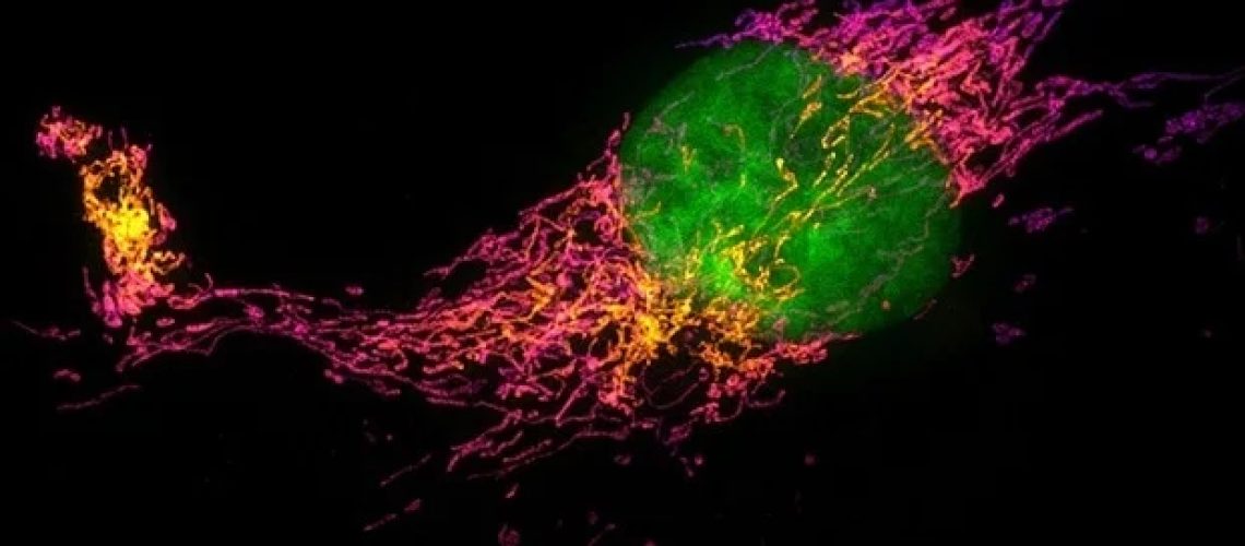 הבנת מוטציות PIEZO2 והפרעות תחושתיות