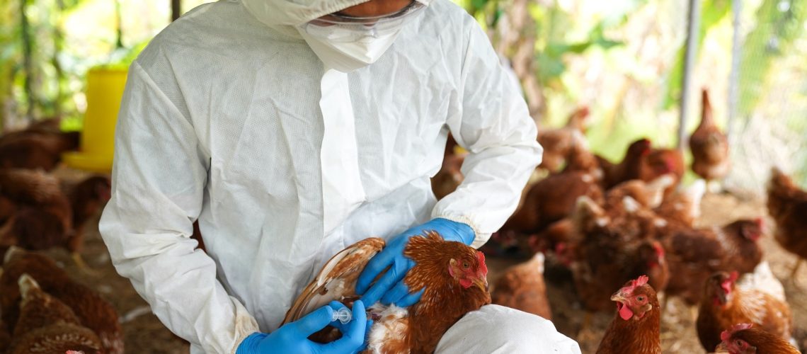 Report: Drivers for a pandemic due to avian influenza and options for One Health mitigation measures. Image Credit: Pordee_Aomboon / Shutterstock