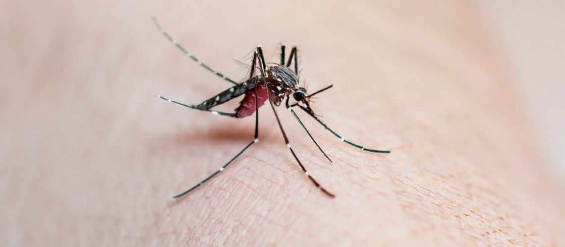 Dengue Aedes aegypti Mosquito on skin for dengue, zika and chikungunya fever disease