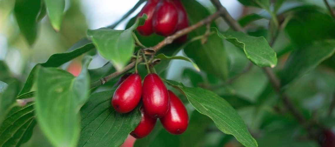 Study: The Impact of Cornelian Cherry (Cornus mas L.) on Cardiometabolic Risk Factors: A Meta-Analysis of Randomised Controlled Trials. Image Credit: Olha Trotsenko/Shutterstock.com