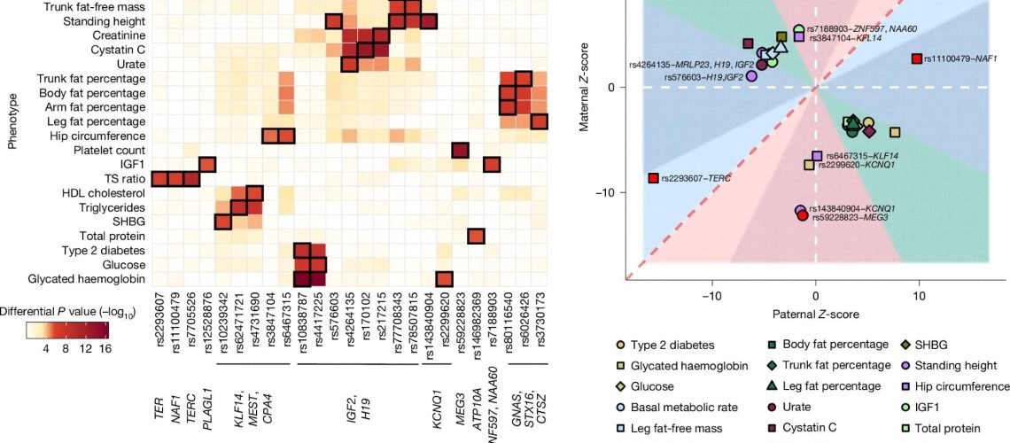 a, Heatmap summarizing the differential P value for all significant POEs identified in this study, computed using REGENIE (two-sided test). Columns correspond to genetic variants ordered by genetic position and annotated with the genes and chromosome bands, whereas rows represent phenotypes. The colour intensity represents the magnitude of the differential P value, with darker shades indicating stronger differential effects. Cells with black rectangles indicate significant POEs identified in this SNP–trait pair and reported in Table 1. The linkage disequilibrium (LD) heatmap (top) shows the linkage disequilibrium (r2) between the variants. b, Scatter plot illustrating the parental Z-scores for all significant POEs identified in this study and reported in Table 1. Each point represents a significant POE, coloured and shaped by phenotype. The dashed red line represents the line of equality, and the dashed white lines represent zero values for paternal and maternal Z-scores, respectively. Areas are filled according to the POE classification. Labelled points correspond to POEs classified as paternal or maternal effects. Unlabelled points correspond to bipolar POEs.