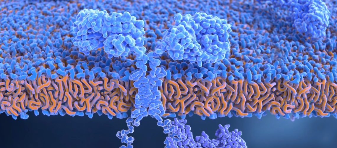 Study: Prophylactic and long-lasting efficacy of senolytic CAR T cells against age-related metabolic dysfunction. Image Credit: Juan Gaertner / Shutterstock.com