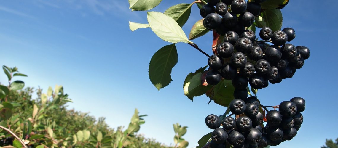 Study: Polyphenol components in black chokeberry (Aronia melanocarpa) as clinically proven diseases control factors—an overview. Image Credit: emberiza / Shutterstock