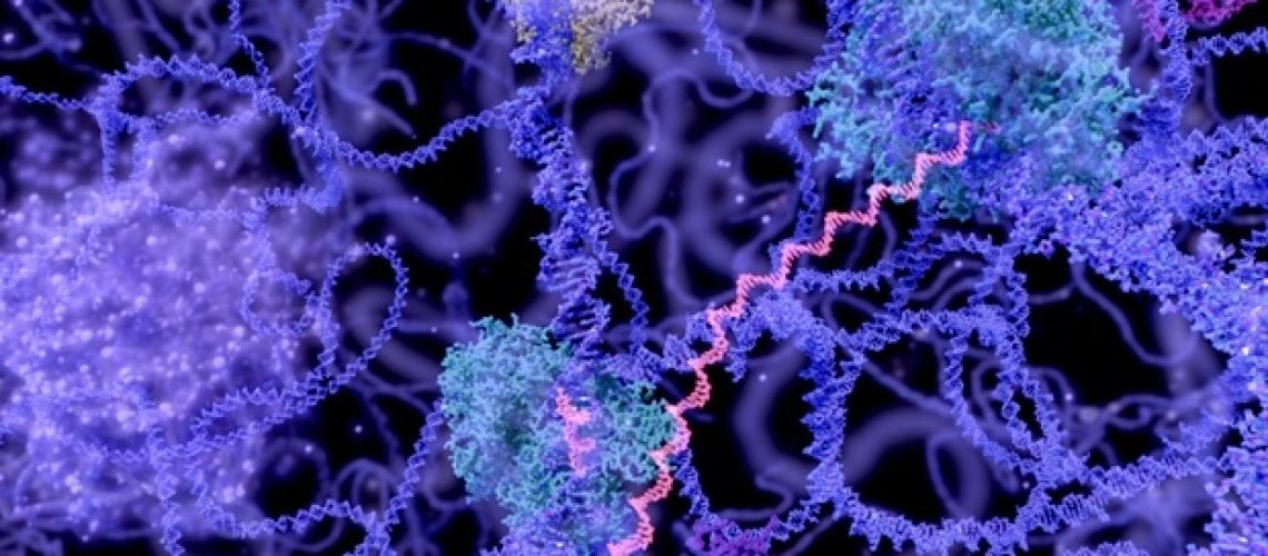 המחקר שופך אור על הרכב המטריצה ​​הגרעינית ב- Arabidopsis thaliana