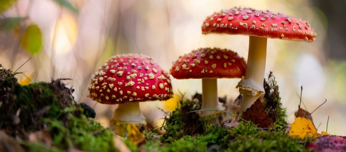 Study: Need for a Public Health Response to the Unregulated Sales of Amanita muscaria Mushrooms. Image Credit: ON-Photography Germany/Shutterstock.com