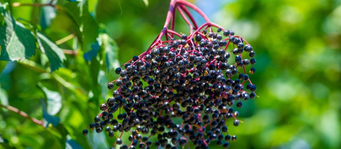 black elderberry on branch
