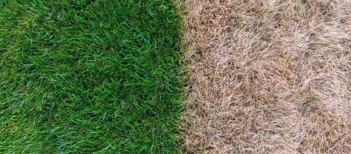 Dry grass next to green grass