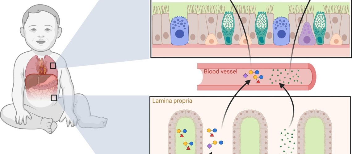 Potential role of hMOS on RSV disease. hMOS such as 2’-FL and LNnT are metabolized by Bifidobacterium in the infant’s gut into short-chain fatty acids, like acetate. Small quantities of hMOS and acetate are absorbed and can reach the lungs through the circulation, where they could act as antivirals and modulate inflammation. Small quantities of hMOS and short-chain fatty acids could also coat the upper respiratory mucosa in the form of regurgitated milk as seen in the nose of breast-fed infants. Review:  Human milk oligosaccharides and respiratory syncytial virus infection in infants