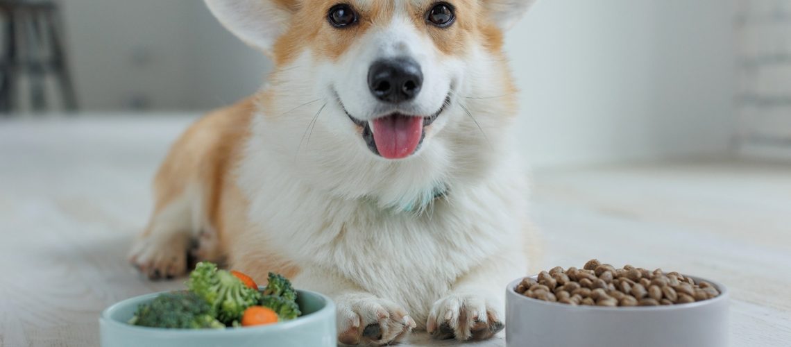 Beautiful corgi eats food.