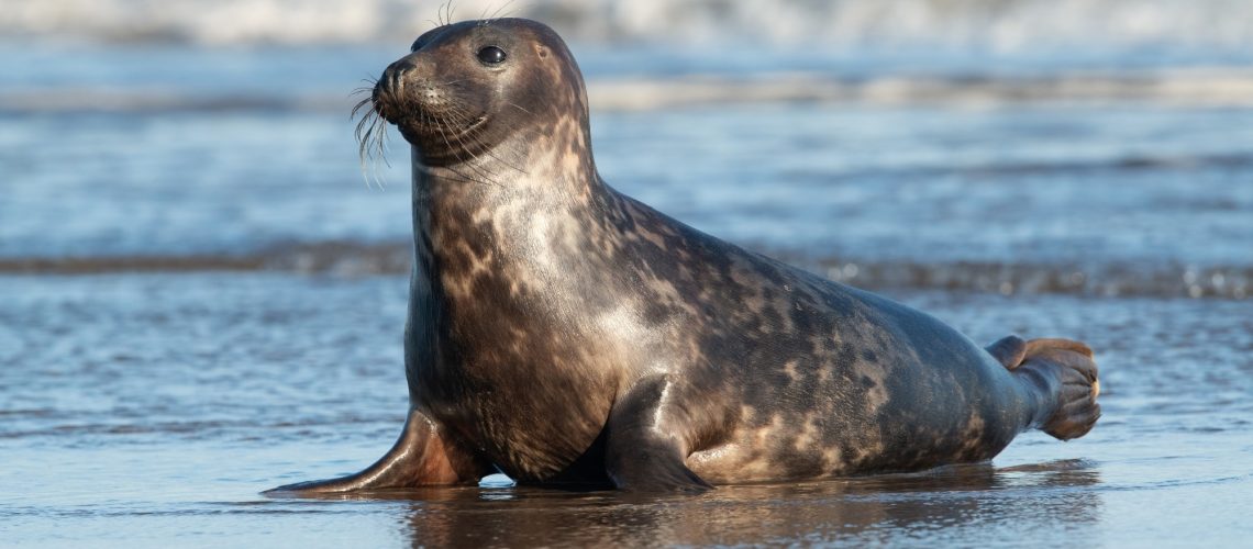 Research: Outbreak of Highly Pathogenic Avian Influenza A(H5N1) Virus in Seals, St. Lawrence Estuary, Quebec, Canada. Image Credit: davemhuntphotography / Shutterstock