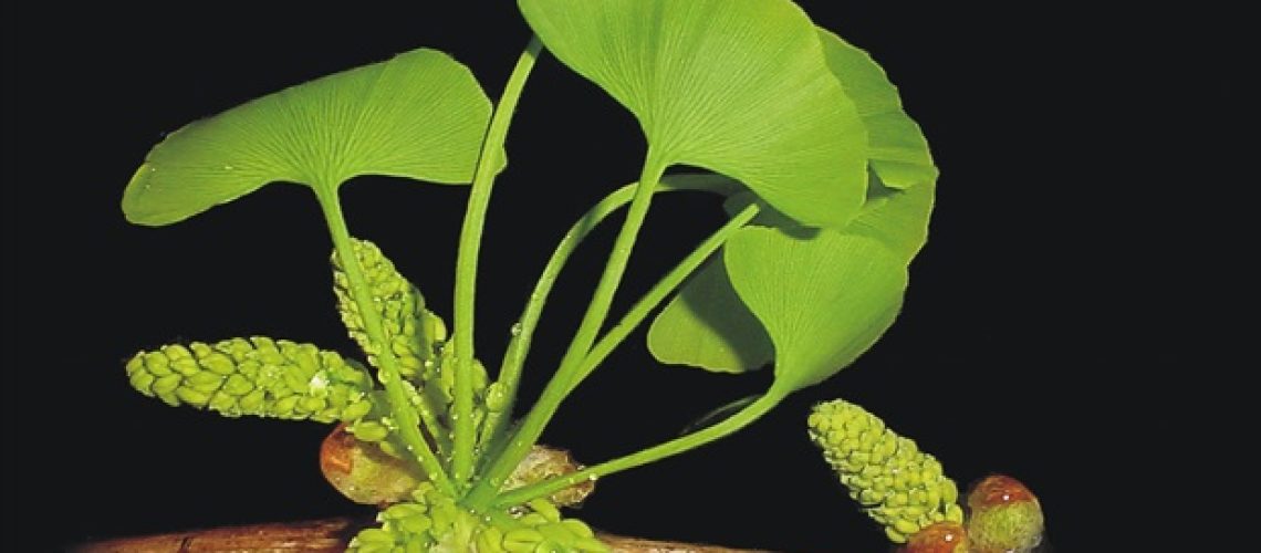 זריקות תרכובת ג'ינגקו בילובה קשורות לתוצאות טובות יותר של שבץ מוחי