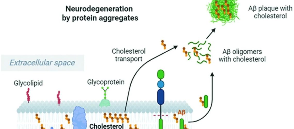Cholesterol enhances and accelerates APP cleavage by Bace1, leading to increased Aβ oligomer and plaque formation. Cholesterol binds to Aβ and increases the resistance of Aβ fibrils and oligomers to degradation. Cholesterol imbalance and high extracellular cholesterol levels can stimulate the production and accumulation of Aβ peptides, which cause Aβ oligomer formation and aggregation in the brain, resulting in neuronal damage. This image was created with BioRender.com. Study: Cholesterol imbalance and neurotransmission defects in neurodegeneration.